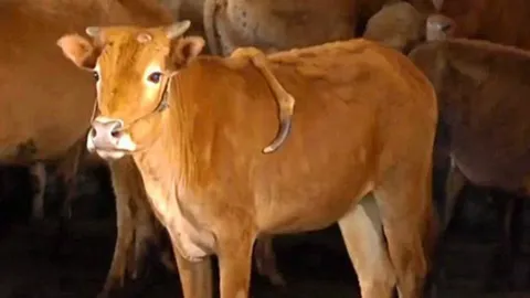 วัวมีขาที่ห้าอยู่บนสันหลัง