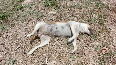 โล่ง! เจอแล้วหมาว้อสีขาวแดง อาละวาดไล่กัดคนที่บุรีรัมย์ นอนตายกลางทุ่ง (คลิป)