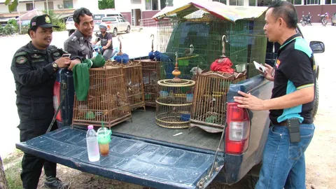 จับหนุ่มเมืองคอน เขยผู้ใหญ่บ้าน ครอบครองนกสงวน 12 ตัว