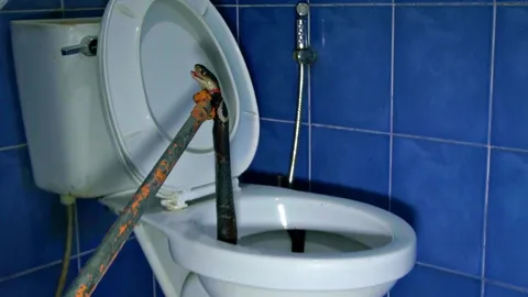 ปวดหนักเบาก็อั้นไว้! สาวเมืองชลสุดช็อก 'งูเห่า' มาทักทายที่ชักโครก (คลิป)