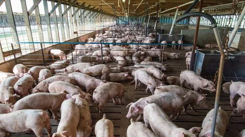 บริษัทค้าหมูรายใหญ่ของโลก มุ่งวิจัยวิทยาศาสตร์ชีวภาพ