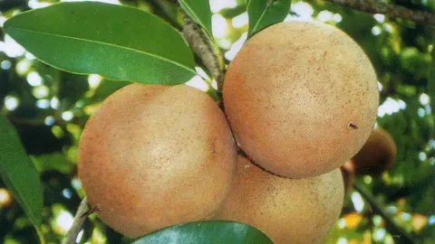 “ละมุดยักษ์สาลี่” เก็บผลขายราคาดี