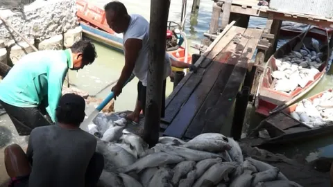 กลุ่มผู้เลี้ยงปลาเกาะยอ โวย กะพงขาวตายเฉียด 50 ตัน ร้องรัฐหาสาเหตุ