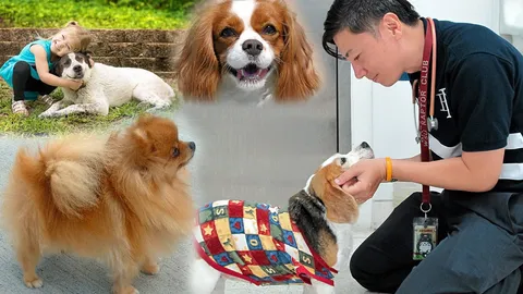 เลี้ยงหมา..ไม่กัดเจ้าของ ต้องรักและสู้ให้เป็น