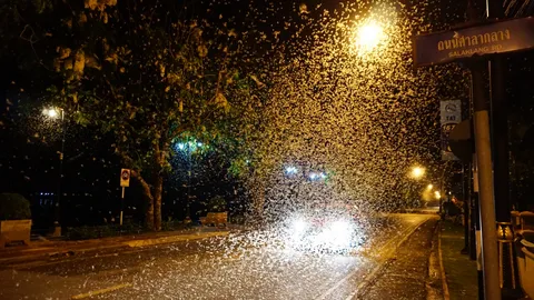 นึกว่าพายุ! กองทัพชีปะขาวหลายล้านตัว บุกเล่นไฟ ตลอดแนวโขงที่นครพนม