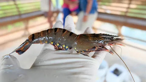 กุ้งกุลาดำโอเมก้า3 1ตัว=กะพงครึ่งตัว