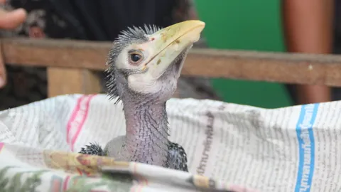 ส่งเจ้าบุญรอด ลูกนกแก๊กกำพร้า ให้สถานีเพาะเลี้ยงสัตว์ป่าพังงาดูแล(คลิป)