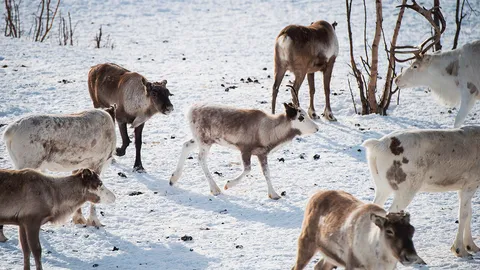 ความร้อนเพิ่มสูงแถบอาร์กติก อาจทำให้กวางเรนเดียร์ลดลง