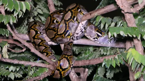 พี่เหลือม 5 เมตร เลื้อยเงียบเขมือบไก่ชนตัวเมียหลังห้องเช่าบางปะกง