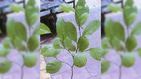 “สมอไทย” ยาดีพุทธกาล