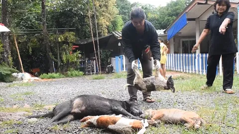 ชาวสวนเมืองจันท์ แจ้ง ตร.จับคนใจบาปวางยาเบื่อสุนัข 2 วัน ตาย 7 ตัว