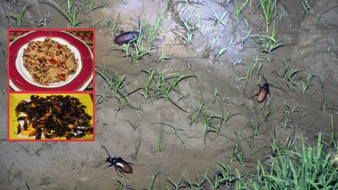 เป็นตาแซ่บ! ชาวอุดรฯ แห่จับแมงกอก ปรุงเมนูเด็ด จะก้อยหรือทอดก็นัวหลาย