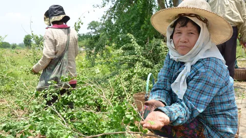 จับได้ไม่พอขาย 'ดักแด้' ราคาพุ่งโลละ 500 จะทอดหรือทำน้ำพริก ก็อร่อย!