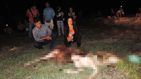 ฆ่าวัวสุดโหด! มีดฟันขา แทงซ้ำจนตาย ก่อนชำแหละ ทิ้งซากให้เจ้าของดู