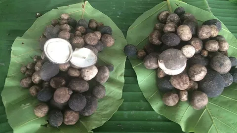 ขอบคุณพระพิรุณ สารพัดเห็ดออกดอก 'เผาะหนัง' แซ่บอีหลี โลละ 600 (คลิป)