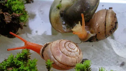 ทากและหอยนักล่า ทางเลือกจัดการศัตรูกล้วยไม้