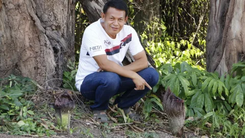 เจ้าของร้านกาแฟกำแพงเพชร ตะลึง เจอดอกบุกป่า 2 ดอกในป่าข้างร้าน