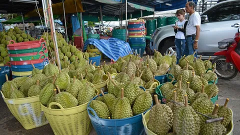 พาณิชย์ เตือนชาวสวนอย่าตัดทุเรียนอ่อนขายผิด ก.ม. โทษคุก6ด.-ปรับ5หมื่น