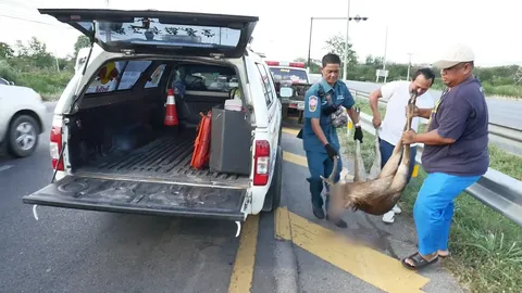 ปิกอัพชนกวาง กลางถนนราชบุรี ตายคาที่ ชี้เป็นพันธุ์รูซ่าหลุดจากฟาร์ม