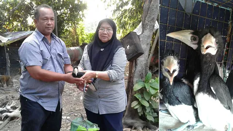 พบลูกนกเงือก 3 ตัวถูกแม่ปล่อยคารัง บนเกาะยาว นำส่งอช.พังงานำไปเลี้ยง (คลิป)