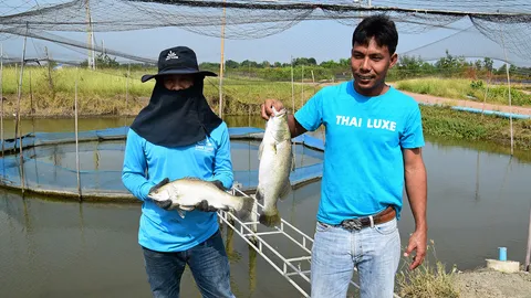 ตลาดปลากะพงยังเปิดกว้าง