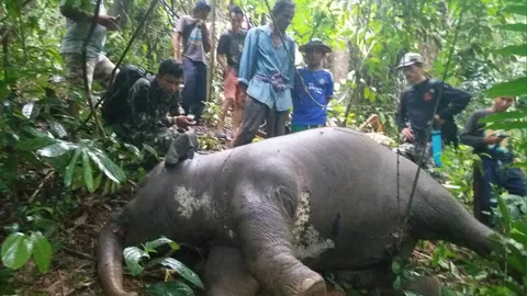 ลูกช้างป่าเพศผู้วัย 2 ขวบ ตายไม่ทราบสาเหตุ ในป่าอุทยานฯที่สุราษฎร์ 
