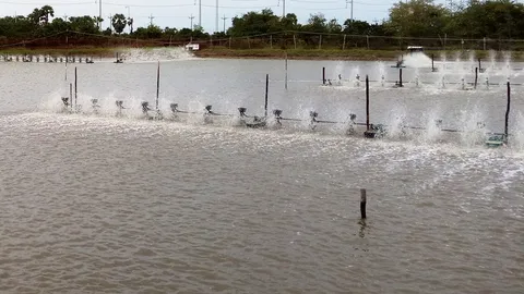 ซีพีเอฟหนุนสหกรณ์เพาะสัตว์น้ำปลอดภัย