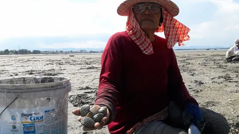 น้ำลด "หอยไฟไหม้" โผล่อ่าวกองบิน 5