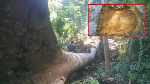 ตรวจต้นยวน 200 ปีล้มทับคนตาย พบถูกวางยาฆ่าตอ เจอรุกป่าปลูกยาง 11 ไร่