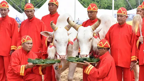เสี่ยงทายพระโคกินข้าว ข้าวโพด หญ้า ธัญญาหารผลาหารน้ำท่าบริบูรณ์พอสมควร (คลิป)