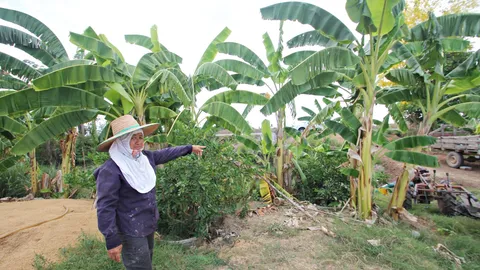 จะกินต้มยำ! ป้าสุดเซ็ง โจรบุกลัก ข่า ตะไคร้ ใบมะกรูด แถมด้วยกล้วยน้ำว้า