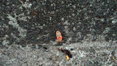 มวนหน้ากากโผล่พะเยา ชาวบ้านตื่นเต้น พบที่บันไดพญานาคพระธาตุจอมทอง 