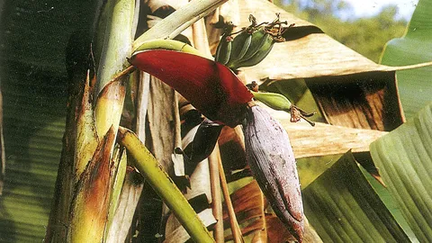 “กล้วยตีบ” รากอยู่ในพิกัดยาแผนไทย