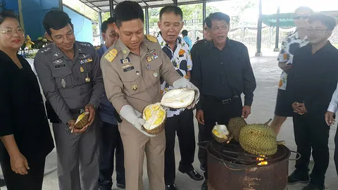 มหัศจรรย์ผลไม้แกลงชิมทุเรียนเผา