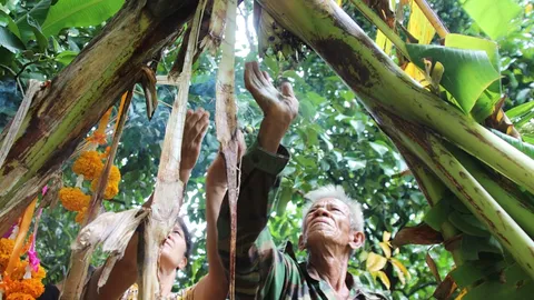 คอหวยฮือฮา เจ้าแม่ตานีบอกให้เลขกล้วยประหลาด มีเท่ากับไข่แม่งู (คลิป)