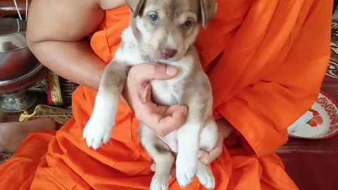 ลูกหมาไซบีเรียนผสมพิตบูล ขน 3 สี 20 นิ้ว พระเชื่อ มาใช้กรรมชาติสุดท้าย (คลิป)