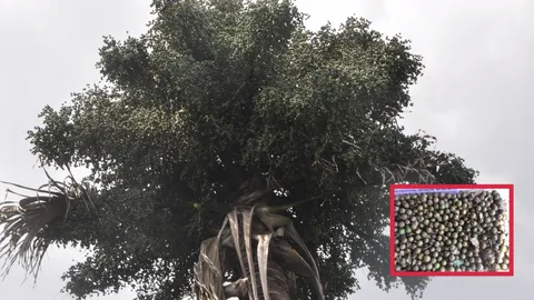 ต้นลาน ลูกฆ่าแม่ ลุงควนปริงบอกเกิดมา 65 ปี ได้เก็บผลผลิตเพียง 2 ครั้ง (คลิป)