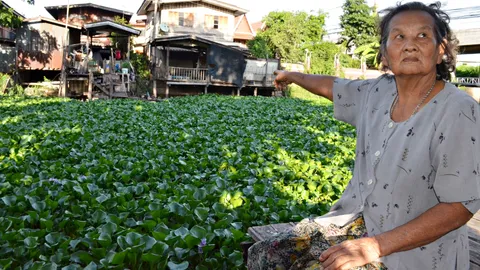 มวลมหาผักตบชวาเต็มคลองบ้านยาย อดพายเรือหาเงินเลี้ยงแม่ อายุ 100 ปี (คลิป)