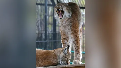 ลิงซ์ไซบีเรียน ยืดตัวขึ้นมาหาว