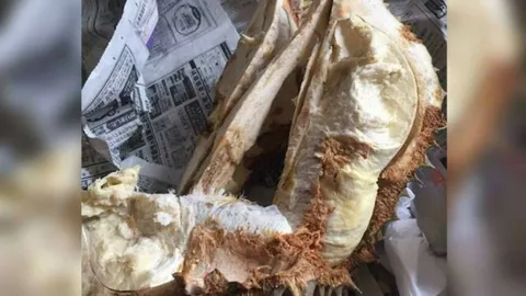 ไม่อ่อน แต่ยังไม่สุก พาณิชย์ ชี้ผู้นำเข้าแยกไม่ออกทุเรียนกินได้-ไม่ได้