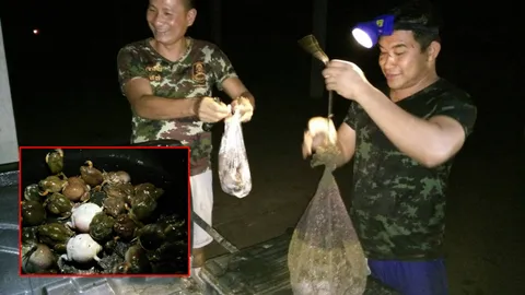 พลิกวิกฤติหน้าฝน! แห่จับ 'อึ่งเพ้า' ปรุงเมนูลำขนาด ขายได้ราคาดี (คลิป)