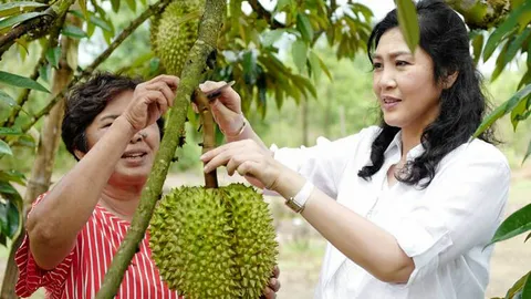 ชมสวนทุเรียน