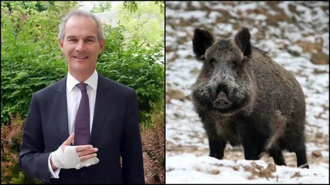 ครั้งแรกในชีวิต! เอกอัครราชทูตผู้ดีโดนหมูป่าไล่ขวิดหวิดสิ้นชื่อ