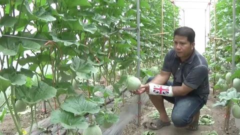 หนุ่มอุดรฯ ทิ้งออฟฟิศ เข้าสวนปลูกเมล่อน ฟันรายได้เดือนละ 6 หมื่น (คลิป)