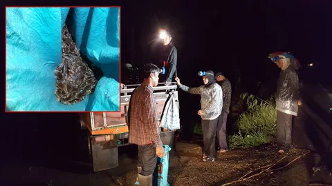 วันฝนพรำ ชาวบ้านนับร้อยออกจับอึ่งตามป่า ตัวใหญ่ขายได้ราคาดี  (คลิป)