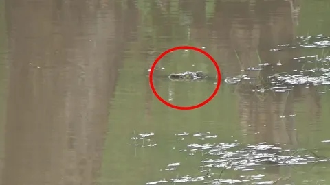 พรานกระต่ายผวา น้ำท่วมจระเข้หลุดลงบ่อปลา 3 ตัว ยังจับไม่ได้