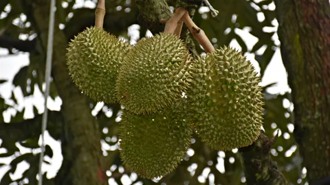 'หลิน-หลง' คือชื่อทุเรียน หนุ่มใต้ปลูกที่พิษณุโลก อร่อยดี ยอดขายอื้อ