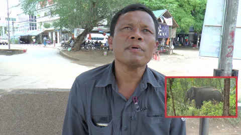 คดีช้างหาย 14 ปียังไม่จบ! เจ้าของ 'พังโย' ตามหา 'หน่อคำ' คนขายช้าง