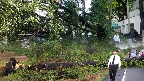 แบบไหนเสี่ยงล้ม? ส่องวิธีสังเกตต้นไม้ง่ายๆ ก่อนตายไม่รู้ตัว