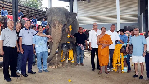 ตื่นเต้น! วินาที 'พลายน้ำมนต์' ลืมตาดูโลก ช้างสวนนงนุช พัทยา (คลิป)